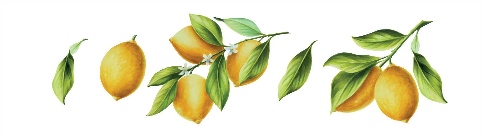 vattenfärg baner med färsk mogen citron- med ljus grön löv och blommor. hand dragen skära citrus- skivor målning på vit bakgrund vektor