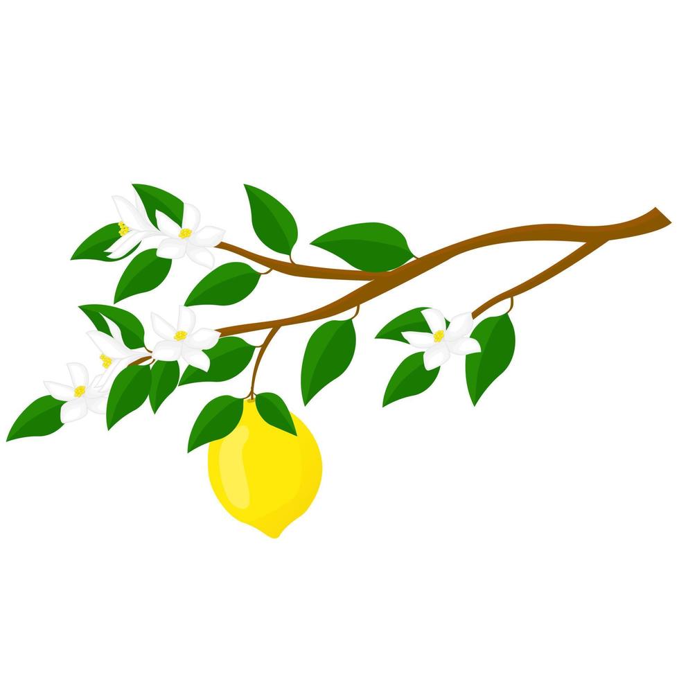 gren av citron- med frukt och blommor. för affischer, logotyper, etiketter, banderoller, klistermärken, produkt förpackning design, etc. vektor illustration