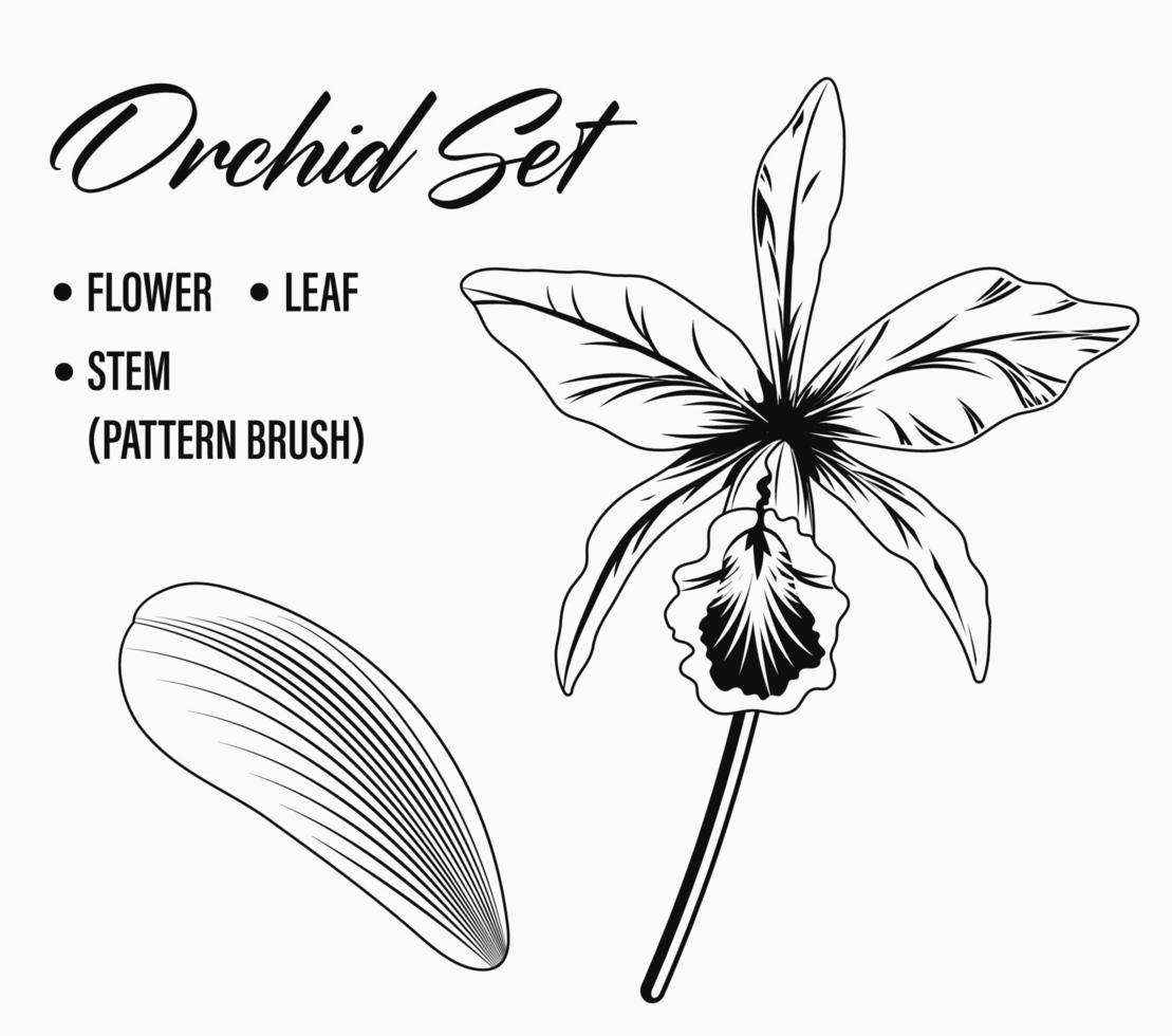 Cattleya Orchidee Blume einstellen auf Weiß Hintergrund. Single Blume, Blatt und Stengel. Stengel ist Vektor Muster Bürste. schwarz und Weiß Illustration.