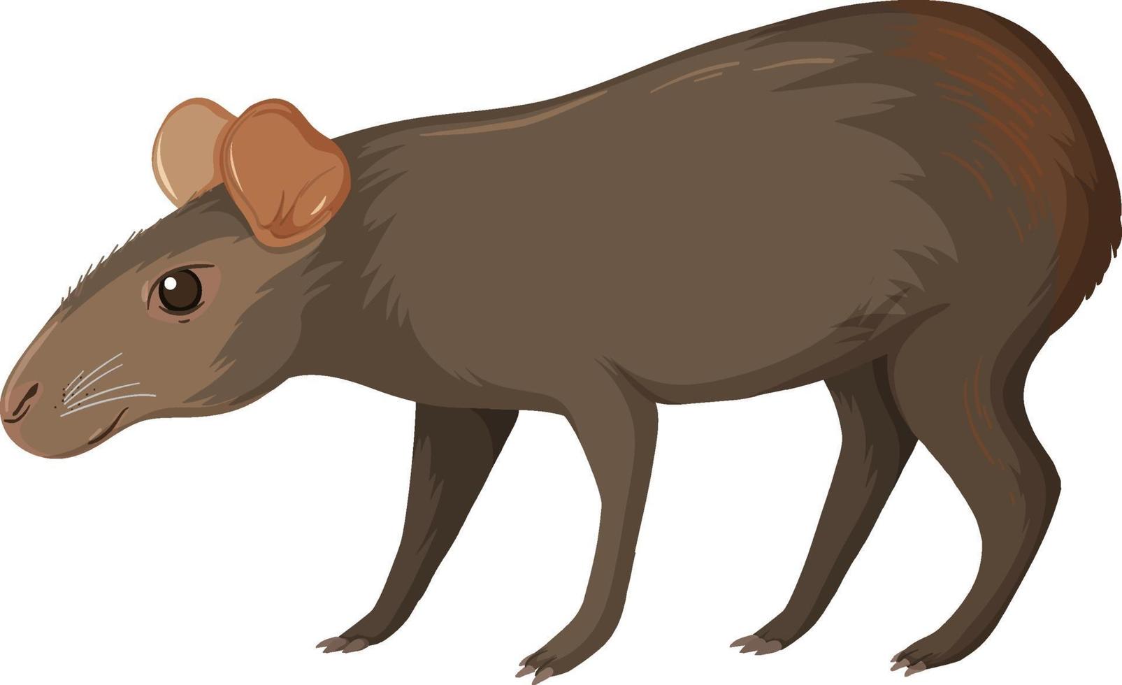 Capybara wildes Tier auf weißem Hintergrund vektor