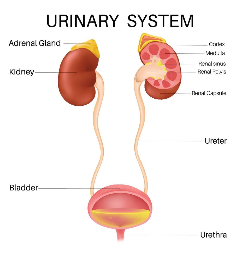 Anatomie von das Innerhalb Urin- System. vektor