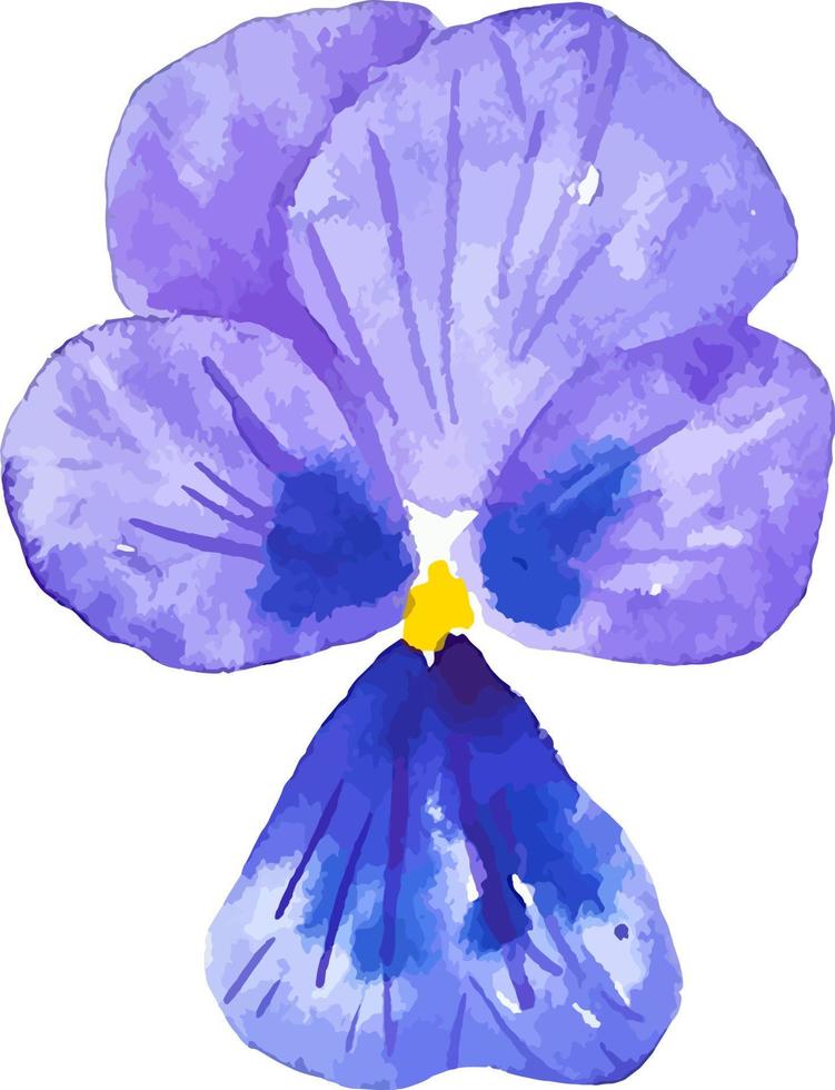 Aquarell dunkel violett Stiefmütterchen Blume Clip Art isoliert botanisch Illustration vektor