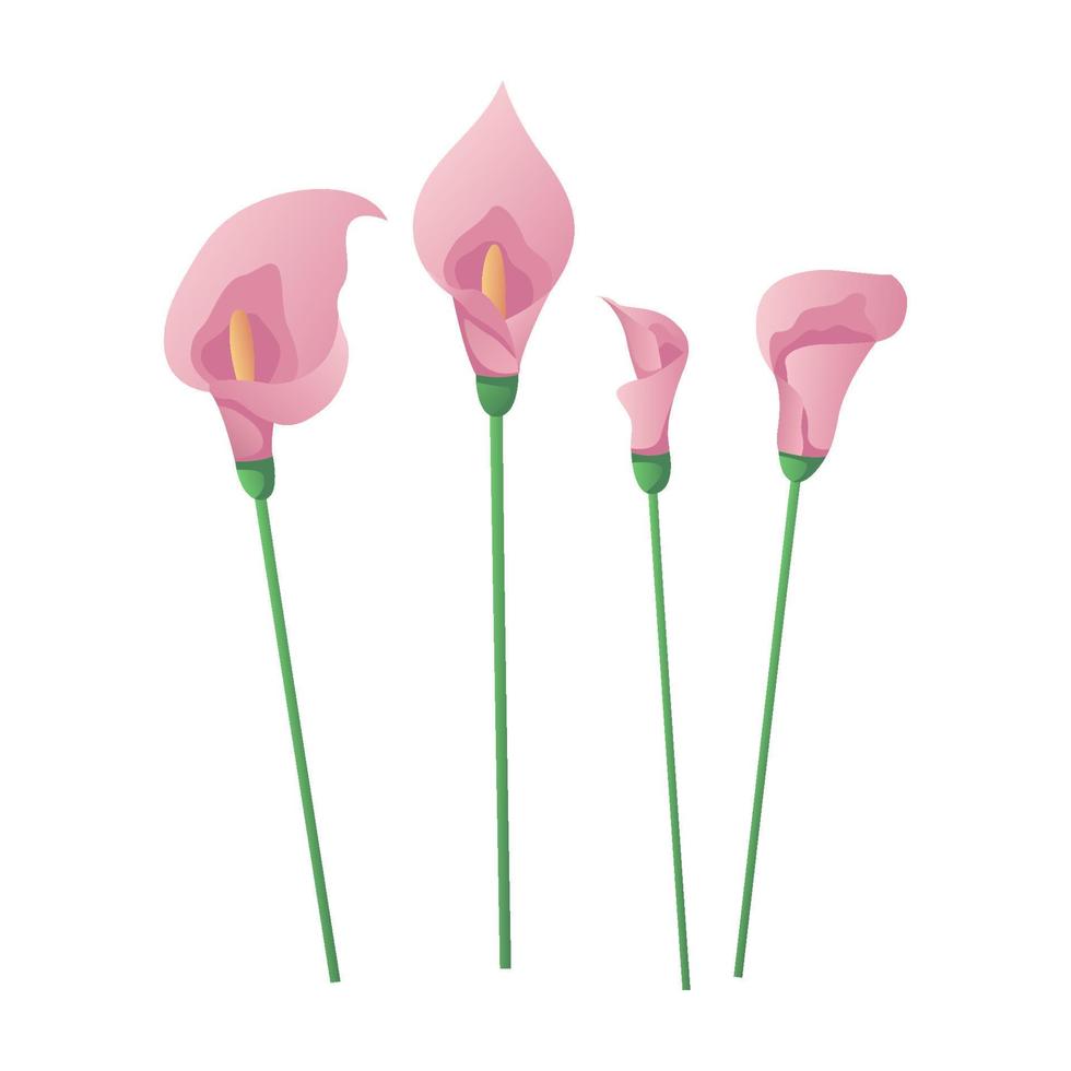 uppsättning av rosa calla blommor. elegant blommig hälsning kort bröllop. vår blommor. internationell kvinnors dag, 8 Mars. romantisk mors dag design för hälsning kort, affisch, vykort, flygblad. vektor