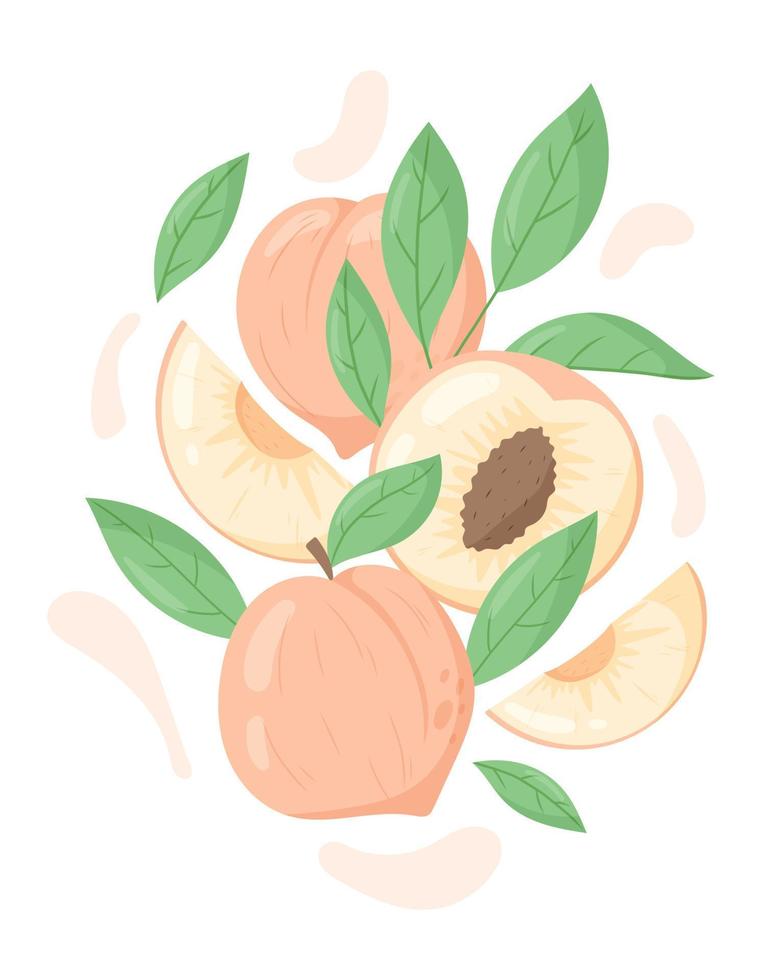 ganze Pfirsich Früchte und Scheiben, Hälfte Pfirsich mit Grube, Zweig und Blätter. Vektor Karikatur Design Element.