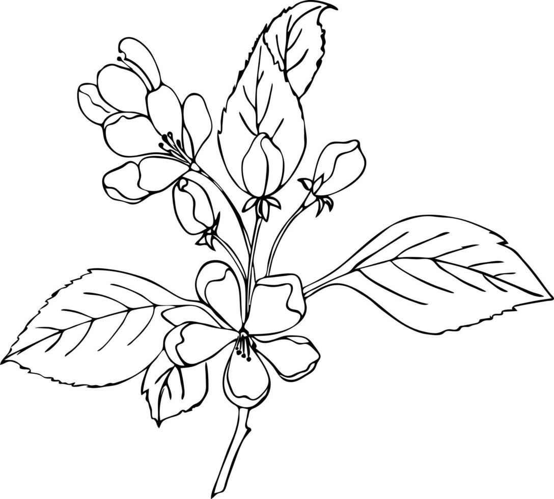 körsbär sakura svartvit gren med blommor, doodling stil, kontur hand teckning vektor