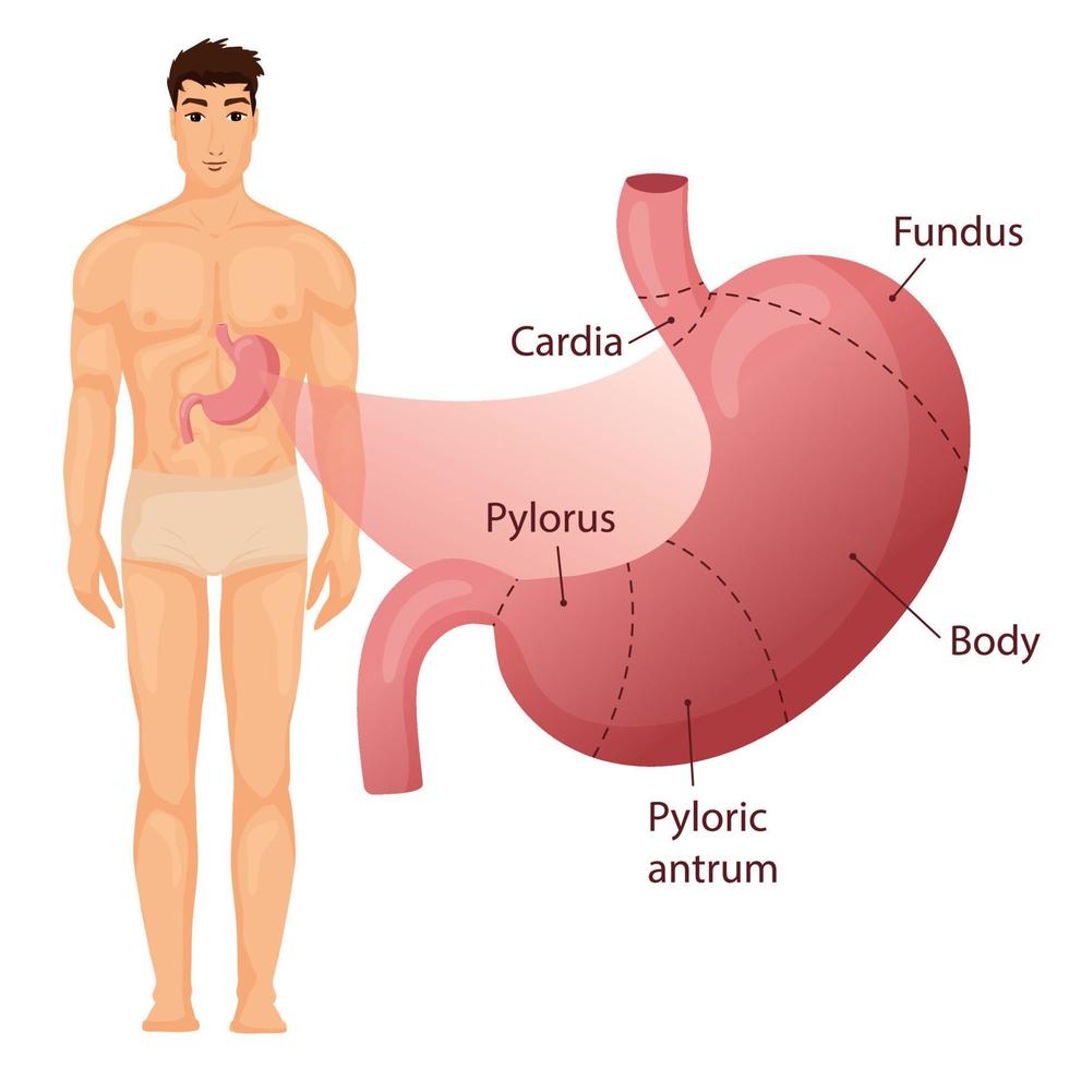 mage infographic med mänsklig kropp vektor
