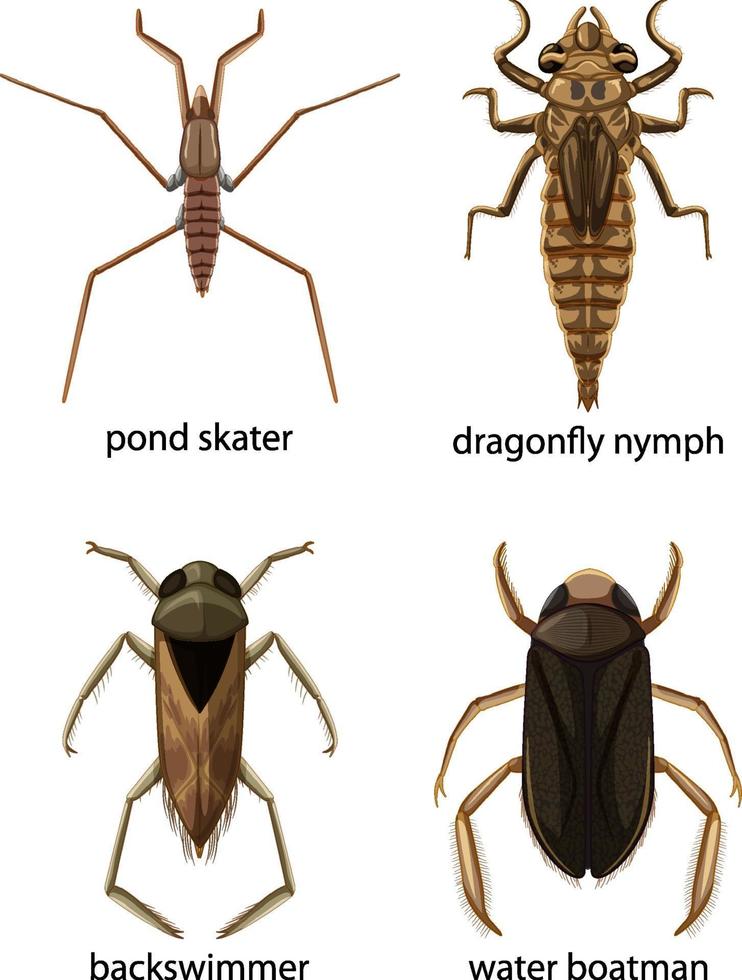 uppsättning olika typer av buggar och skalbaggar med namn vektor