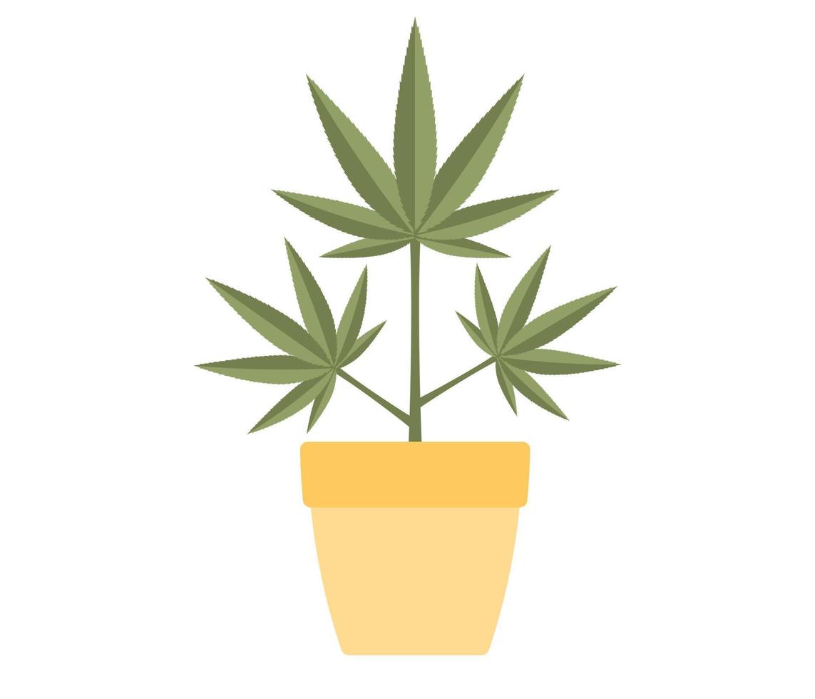 marijuana eller cannabis växt i blomma pott ikon. vektor platt illustration