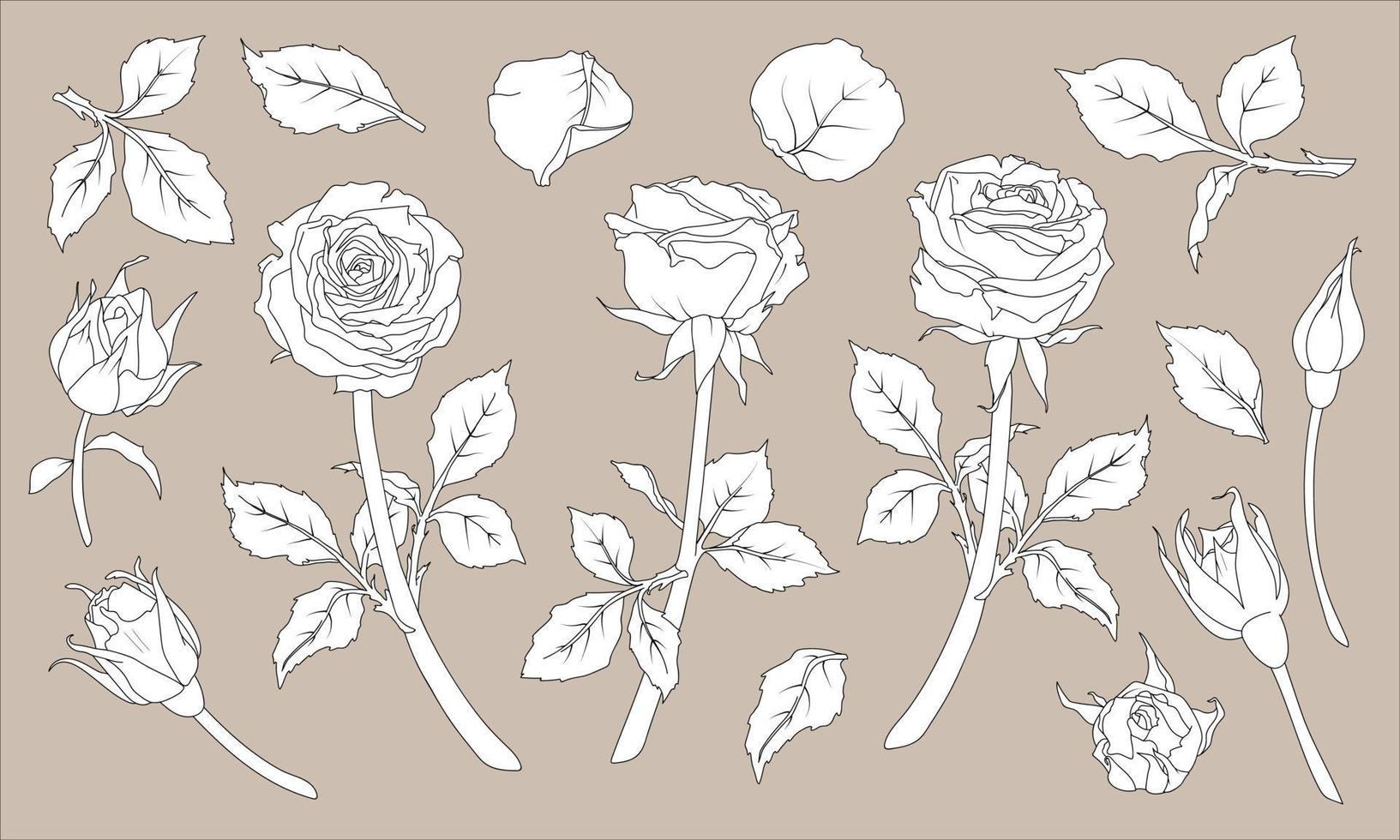einstellen von Abbildungen von Rose mit Stengel und Blütenblätter im Linie Kunst Stil. Hand gezeichnet Blume. vektor
