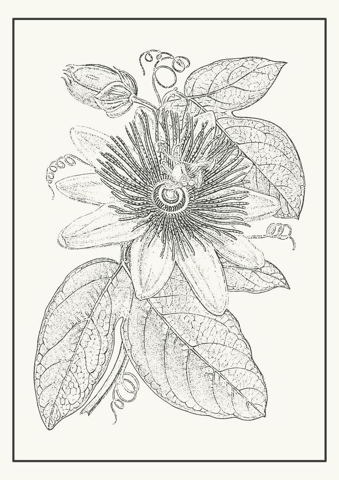 scharlachrot Leidenschaft Blume botanisch Poster Illustration. Passiflora Inkarnation im einfarbig Stil. Design Gruß Karte und Einladung von das Hochzeit, Geburtstag vektor