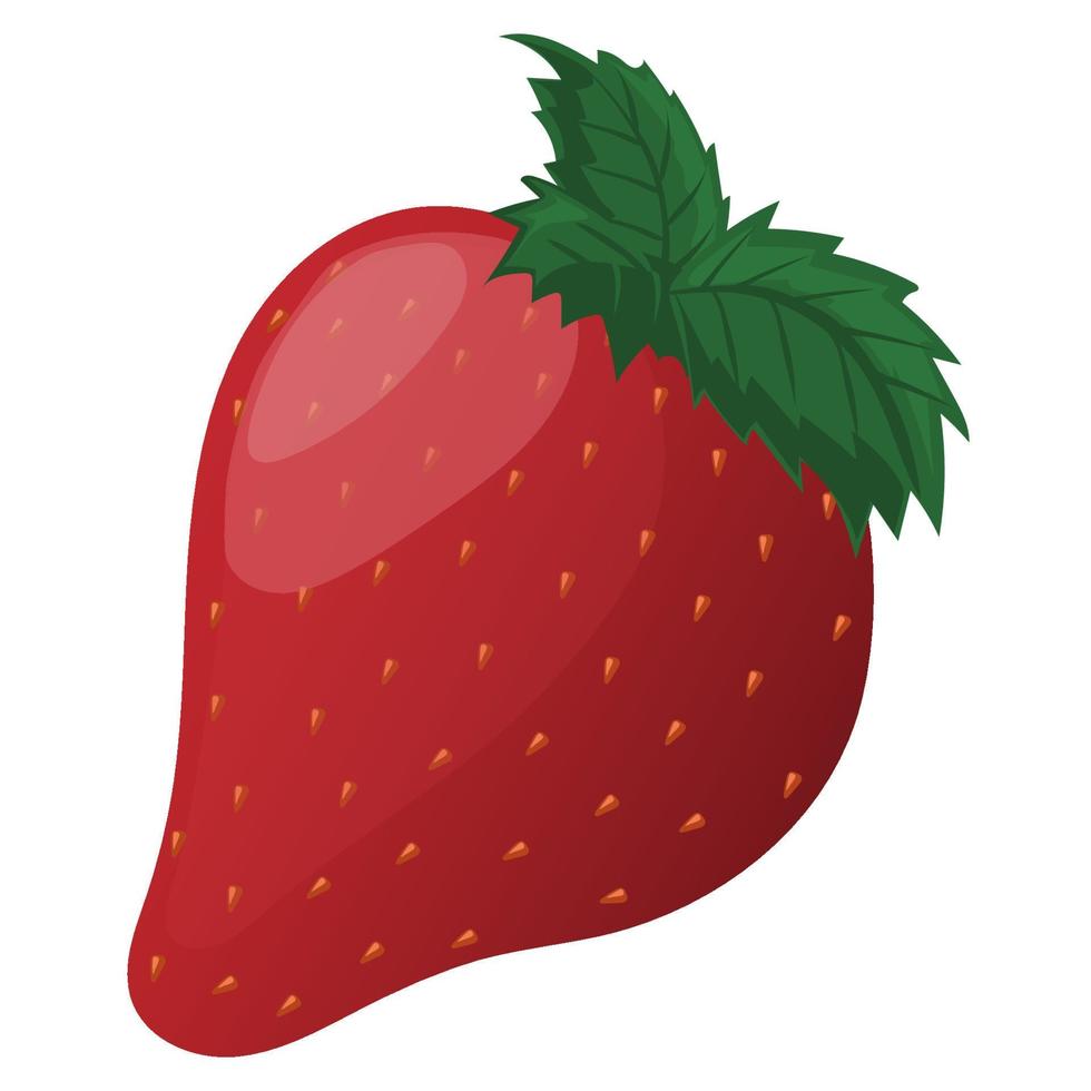 reif rot Erdbeeren auf ein Weiß Hintergrund. gesund Nachspeisen und Essen vektor