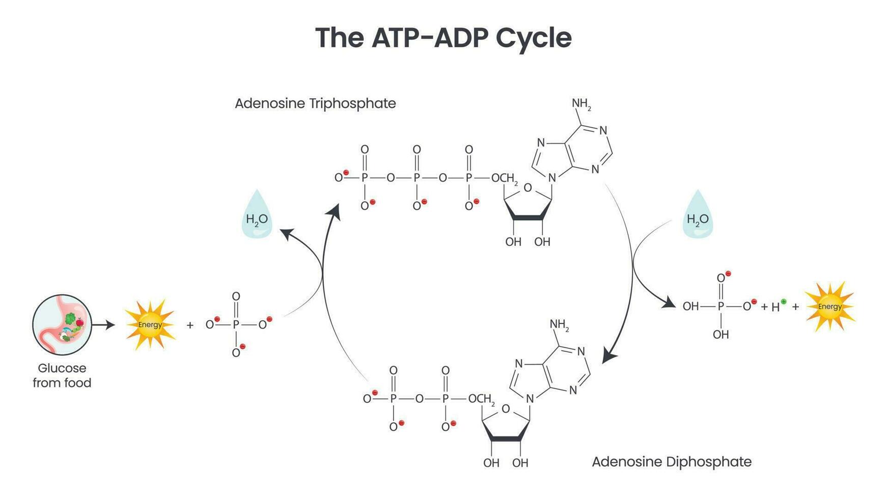 adenosin trifosfat och adenosin difosfat jämförelse och cykel vetenskap vektor utbildning infographic