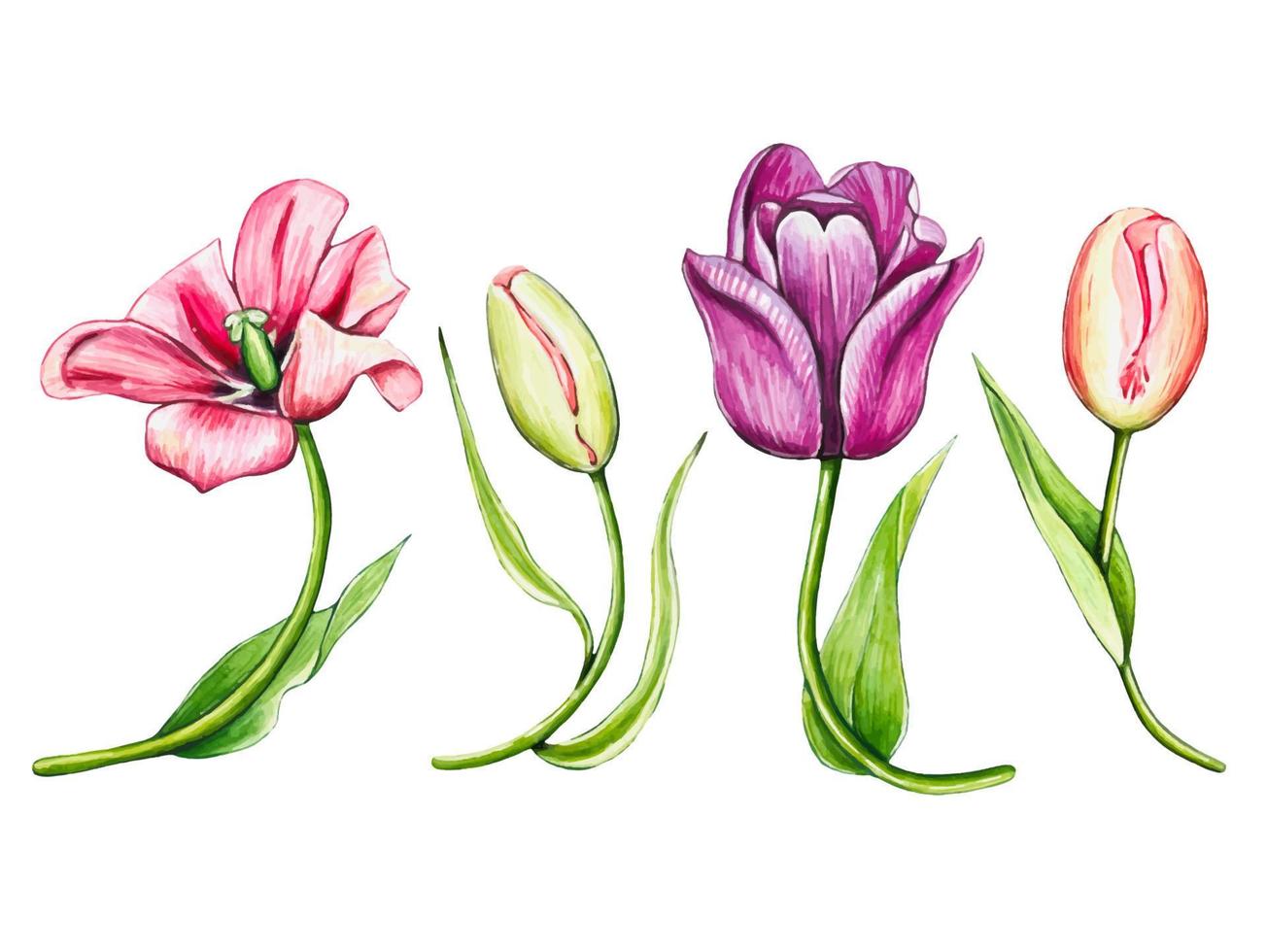 einstellen von Aquarell Vektor Tulpen isoliert