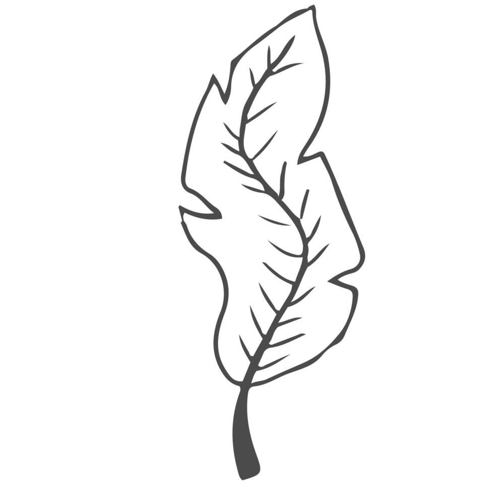 Gekritzel Hand gezeichnet Blätter, Laub, süß elegant ästhetisch Pflanze isoliert auf Weiß Hintergrund. Grenze, Design Element, skizzenhaft Zeichnung. Vektor Illustration