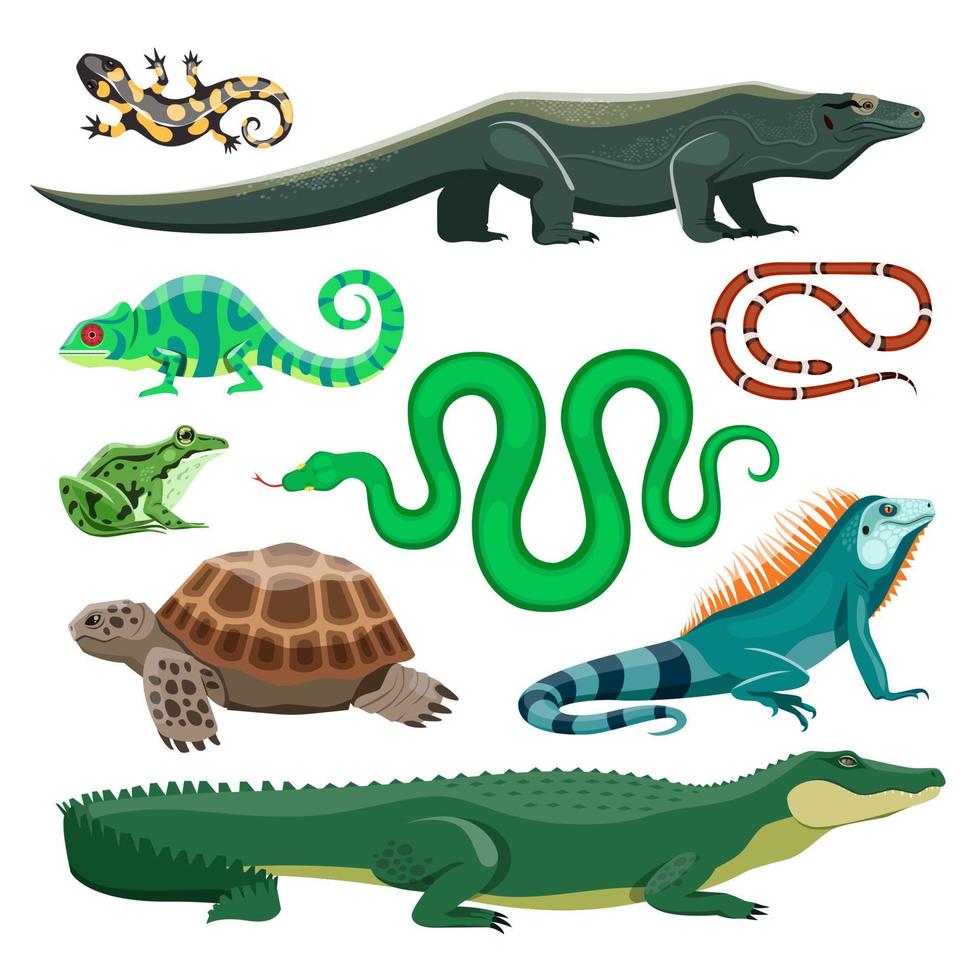 reptiler och amfibier. ödla, krokodil, sköldpadda, orm, leguan, salamander, groda, kameleont. terrarium sällskapsdjur reptil, damm djur vektor uppsättning