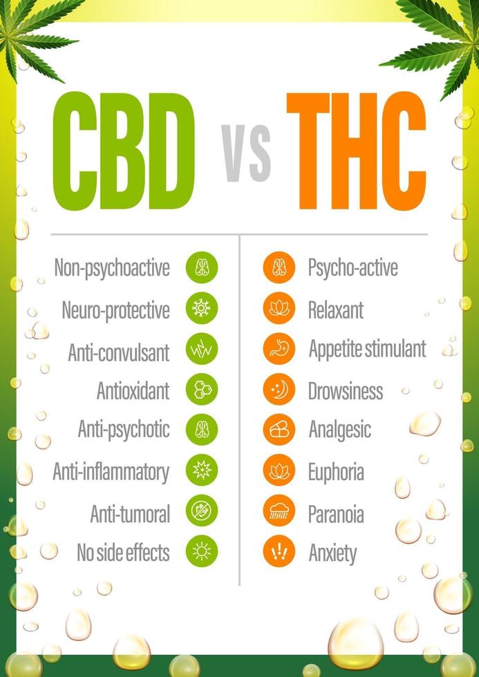 cbd vs thc, affisch med jämförelse cbd och thc, lista över skillnader med ikoner. vektor