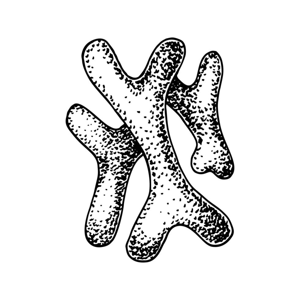 handritade probiotiska bifidobacterium-bakterier. bra mikroorganism för människors hälsa och matsmältningsreglering. vektor illustration i skiss stil