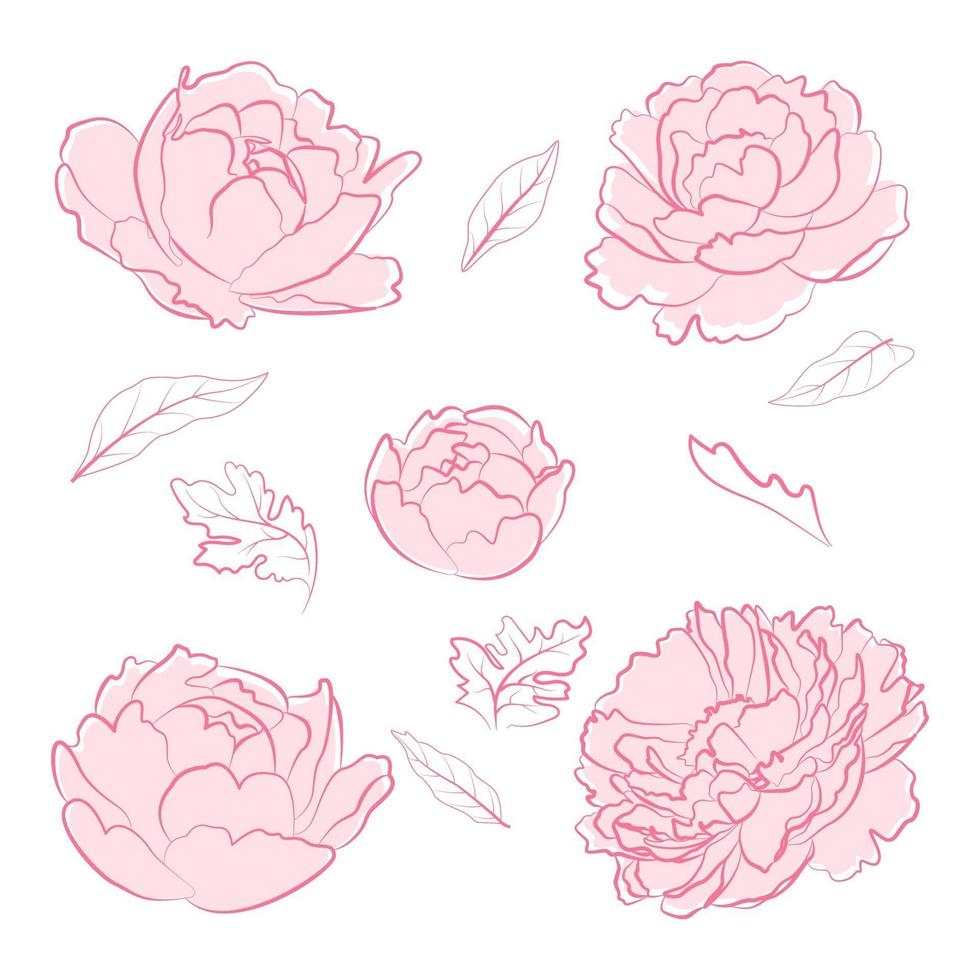 rosa pion blomma vektor samling