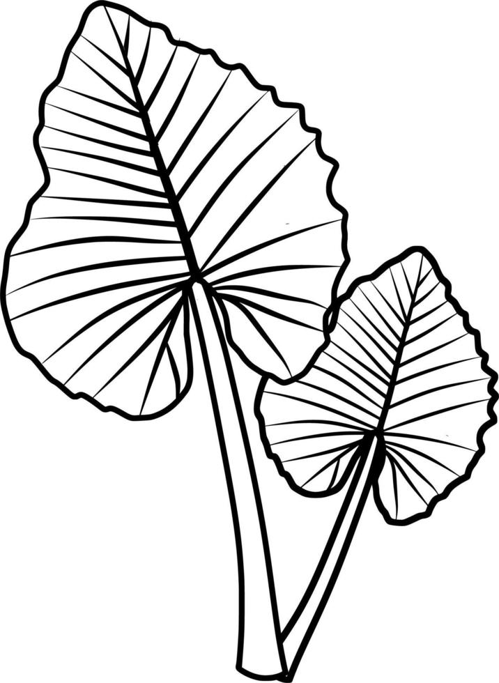 Caladium Pflanze lineart vektor