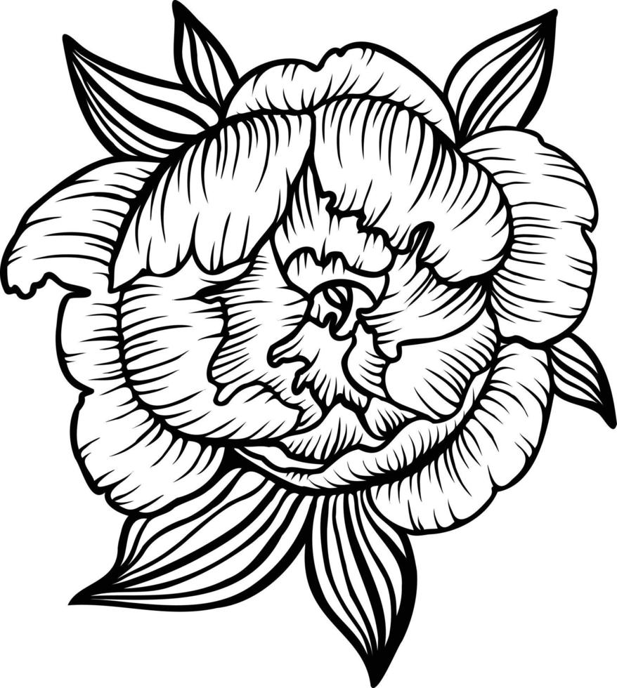 Linie Kunst Vektor Pfingstrose Blumen Illustration. Gliederung Pfingstrosen Zeichnung,