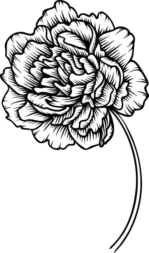 Linie Kunst Vektor Pfingstrose Blumen Illustration. Gliederung Pfingstrosen Zeichnung,