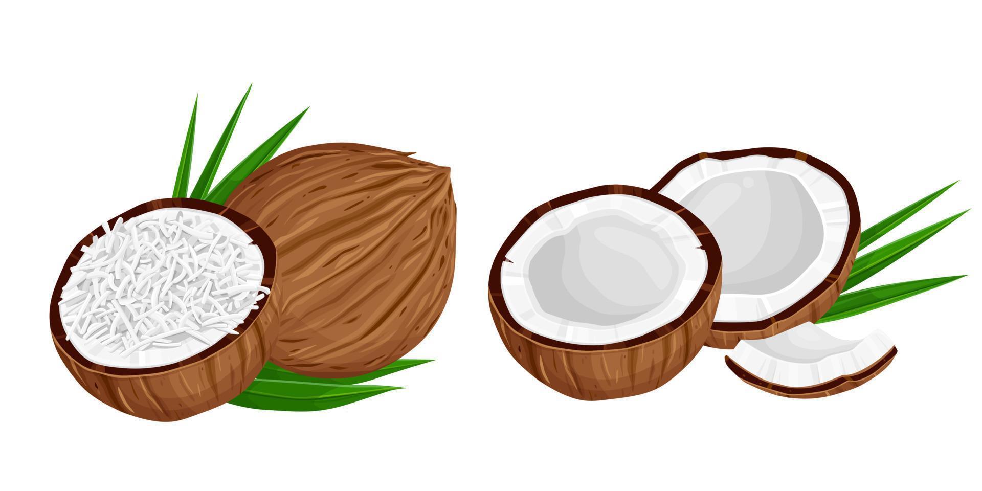 kokosnötter och kokos halv med löv isolerat på en vit bakgrund. vektor illustration tecknad serie platt kokos ikon isolerat på vit bakgrund.