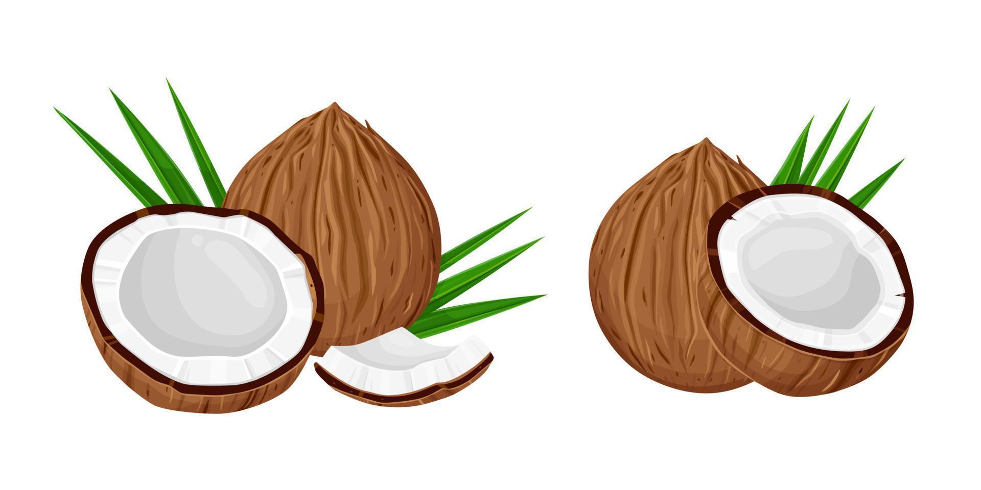 Kokosnüsse und Kokosnuss Hälfte mit Blätter isoliert auf ein Weiß Hintergrund. Vektor Illustration Karikatur eben Kokosnuss Symbol isoliert auf Weiß Hintergrund.