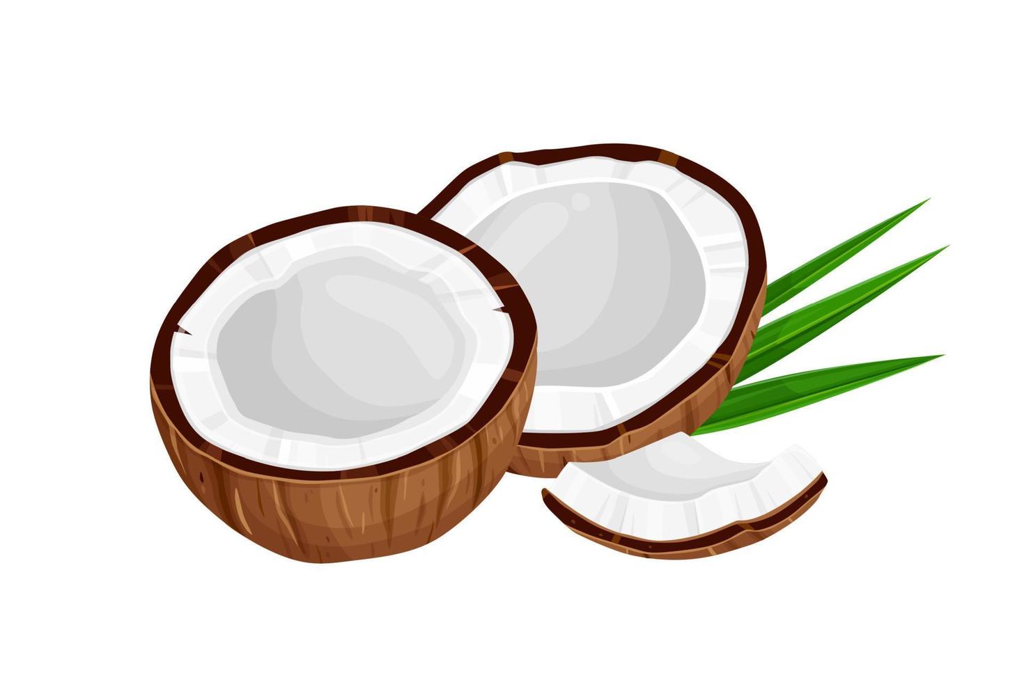 kokosnötter och kokos halv med löv isolerat på en vit bakgrund. vektor illustration tecknad serie platt kokos ikon isolerat på vit bakgrund.