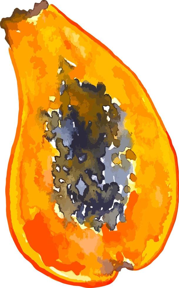 vattenfärg skiva av papaya tropisk frukt ClipArt vektor