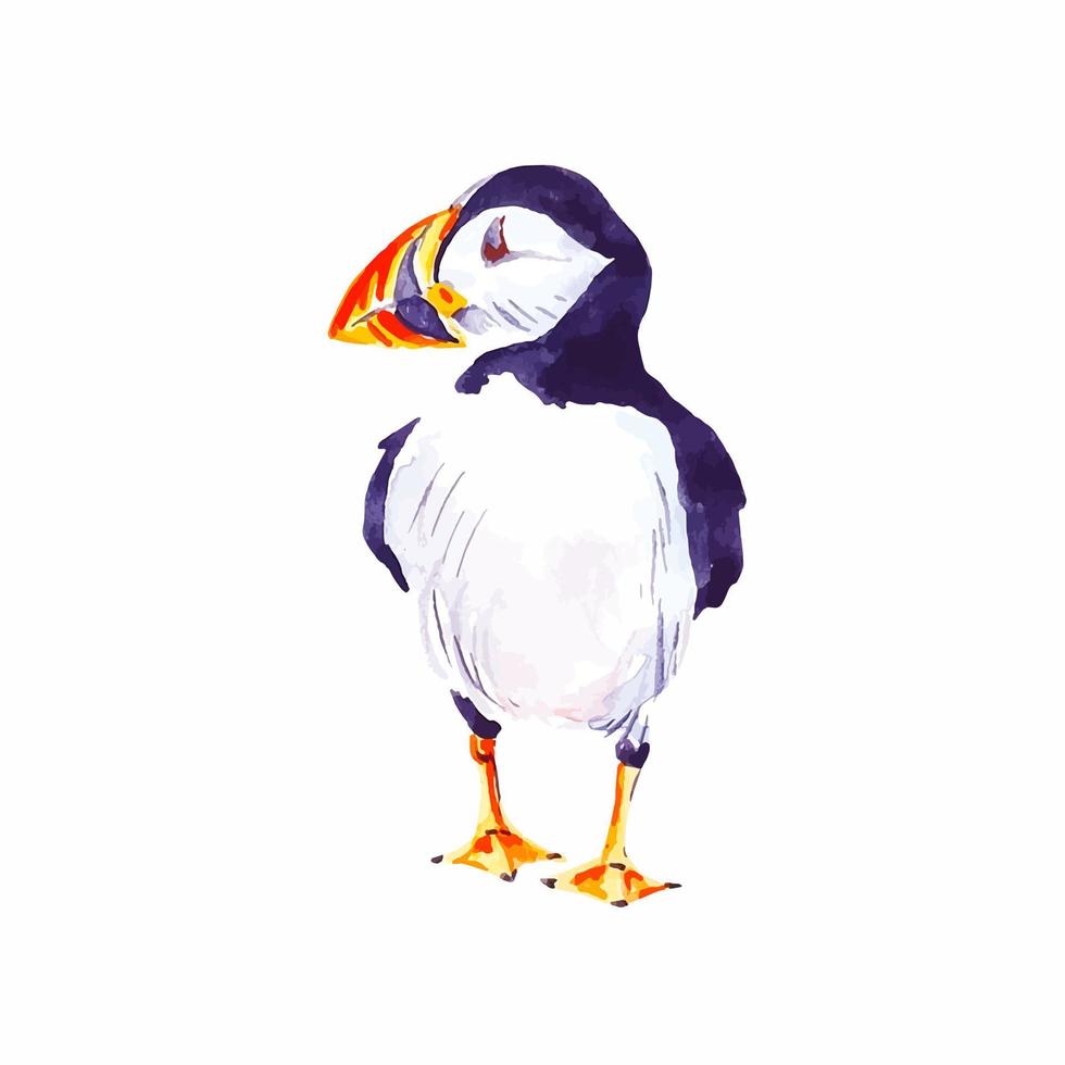lunnefågel vild fågel vattenfärg djur- illustration isolerat på vit vektor