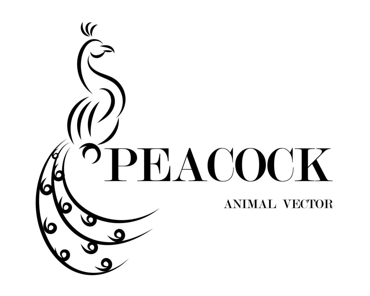 Peacock Line Art Vector eps 10