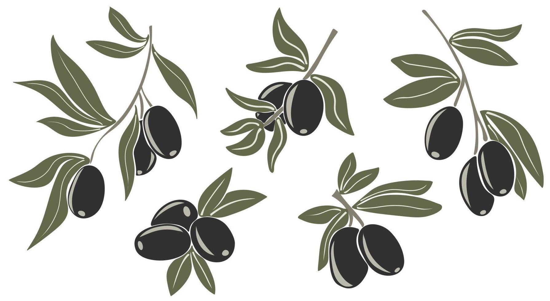 svart oliver på grenar med löv vektor