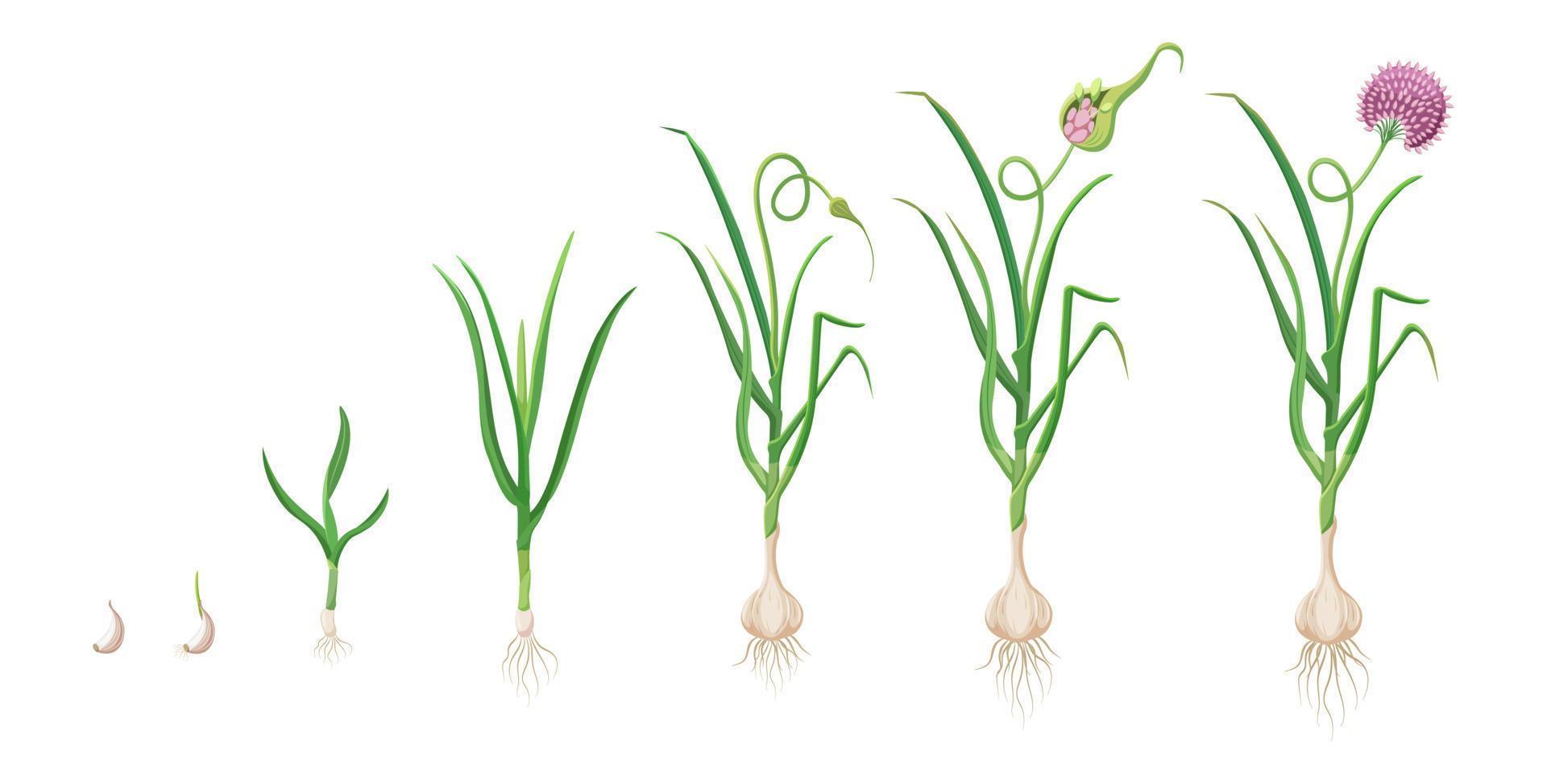 Knoblauch Wachstum Zyklus. Vektor Illustration von Entwicklung von ein landwirtschaftlich Pflanze. Keimung und blühen von landwirtschaftlich Getreide.
