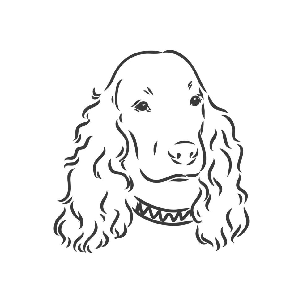Hunderasse Cocker Spaniel Schnauze, Skizze Vektorgrafik Schwarzweiss-Zeichnung auf weißem Hintergrund vektor