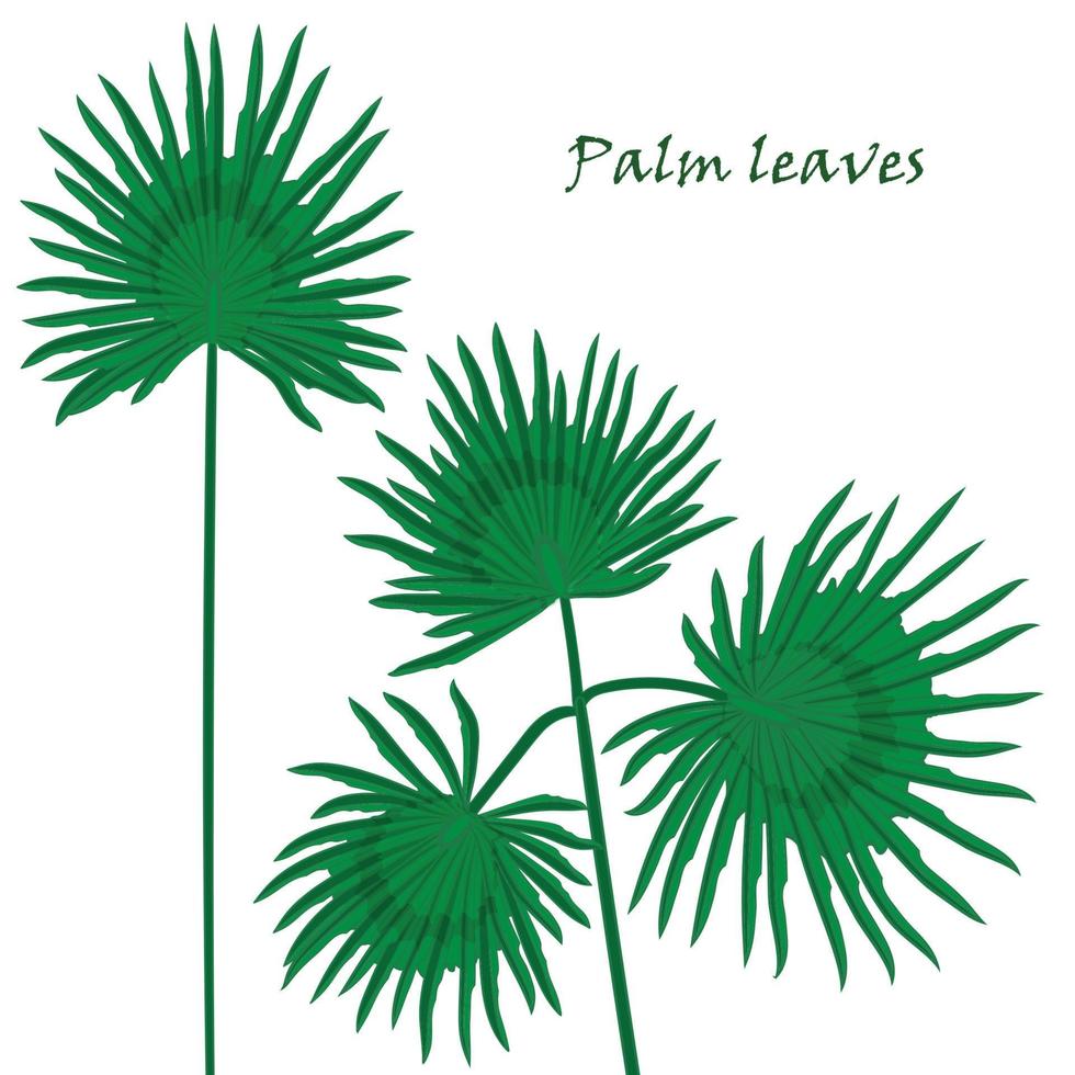 einstellen tropisch Palme Blätter. realistisch Zeichnung im eben Farbe Stil. isoliert auf Weiß Hintergrund. vektor