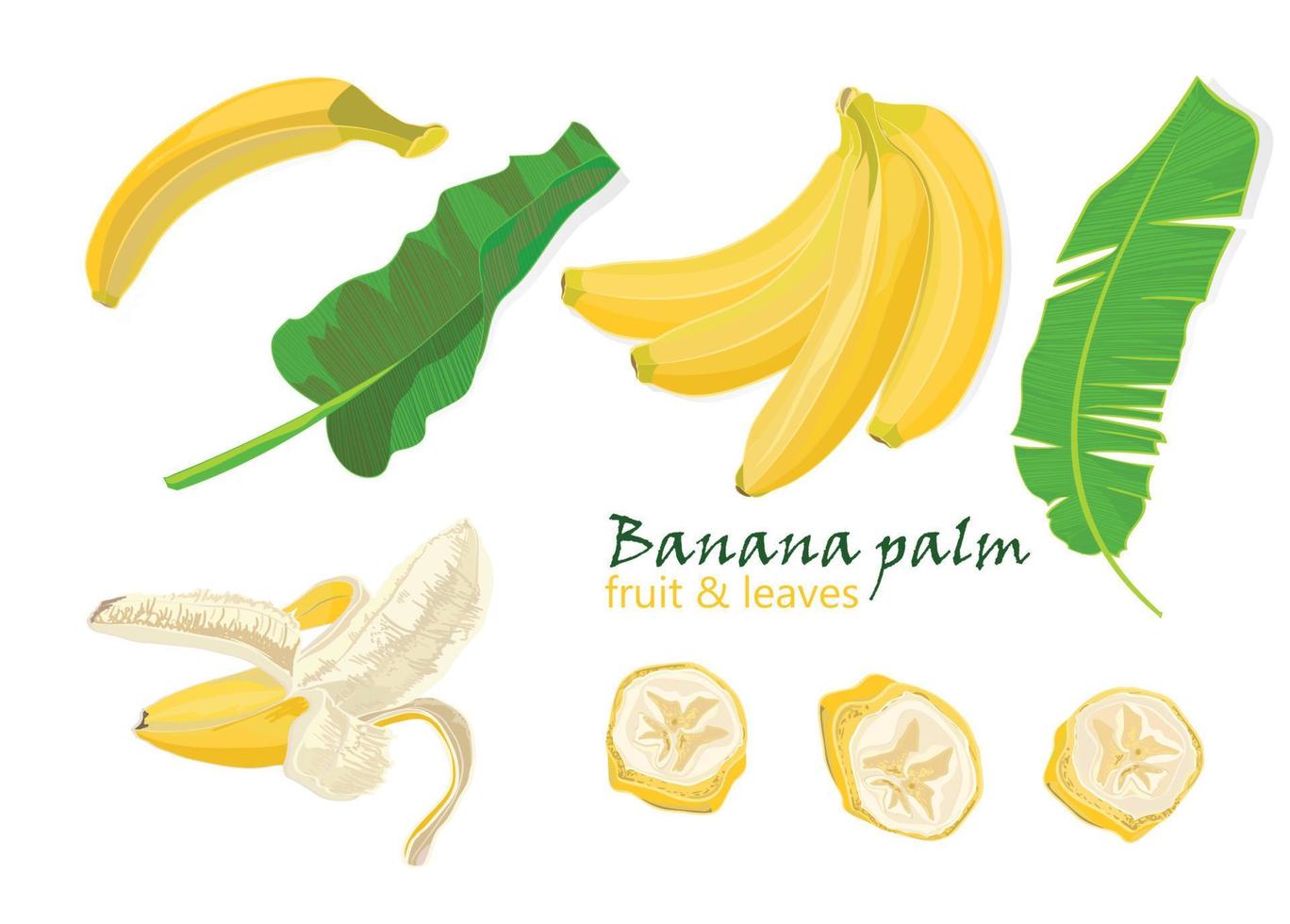 uppsättning tropisk handflatan banan löv. enda, skalad och skivad frukter. realistisk teckning i platt Färg stil, isolerat på vit bakgrund. vektor
