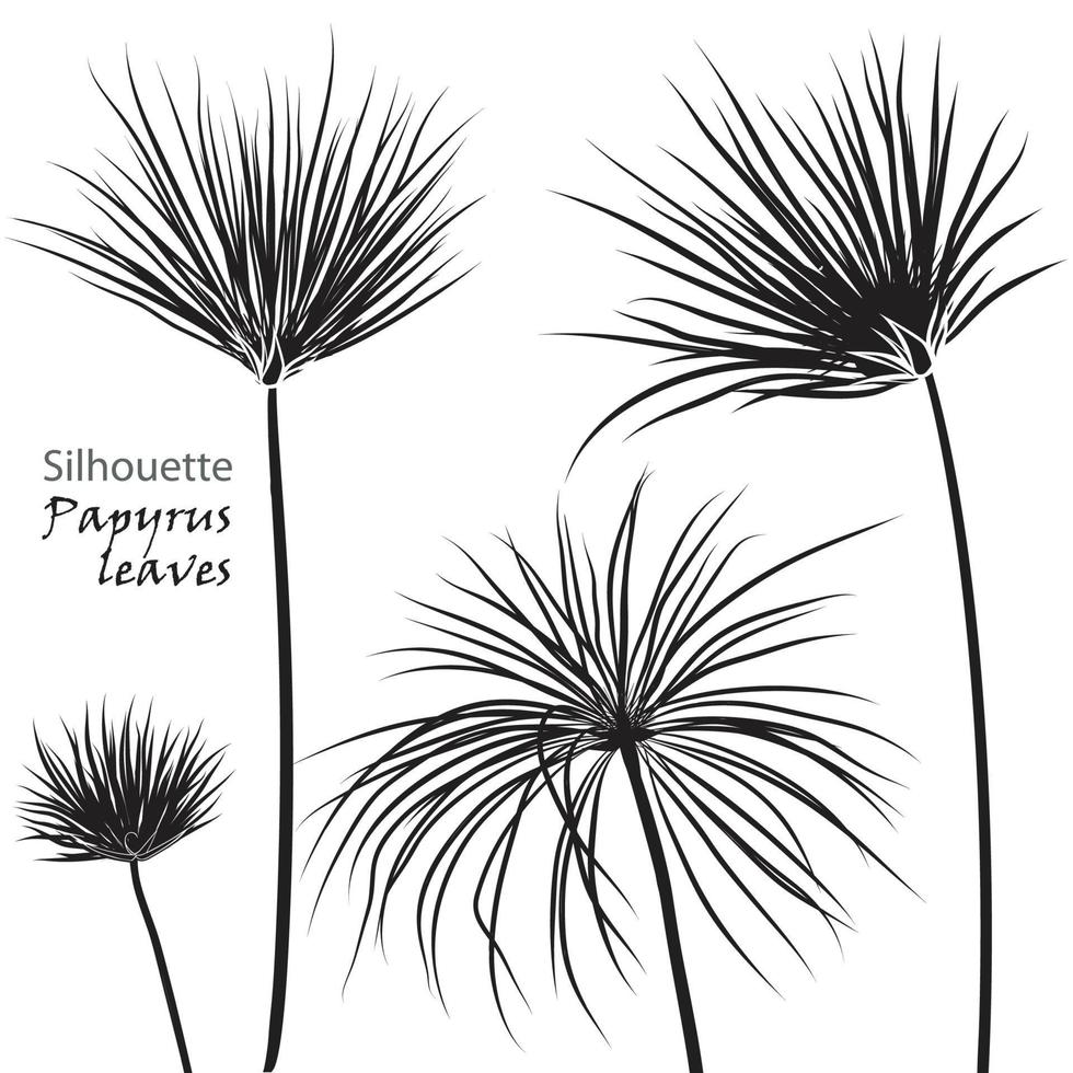 Silhouette tropisch Palme Papyrus Blätter schwarz isoliert auf Weiß Hintergrund. vektor