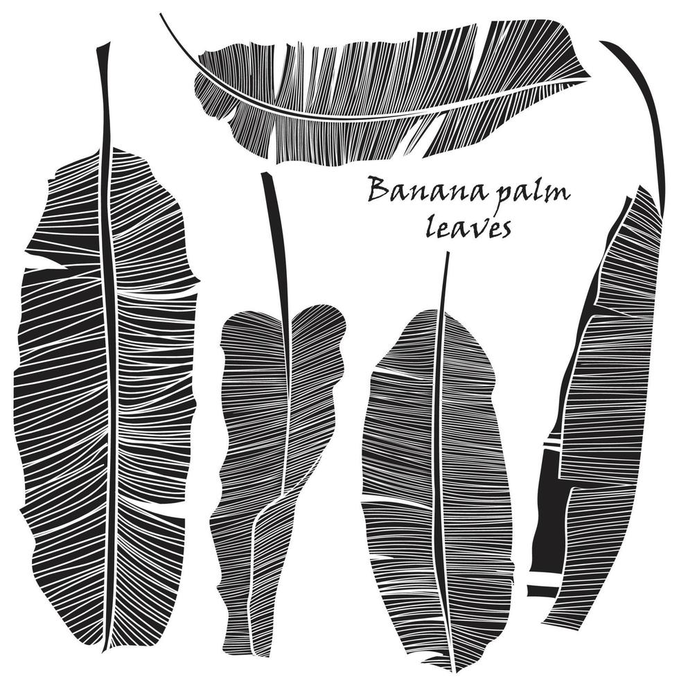 uppsättning av silhuett tropisk banan handflatan löv grön isolerat på vit bakgrund. vektor