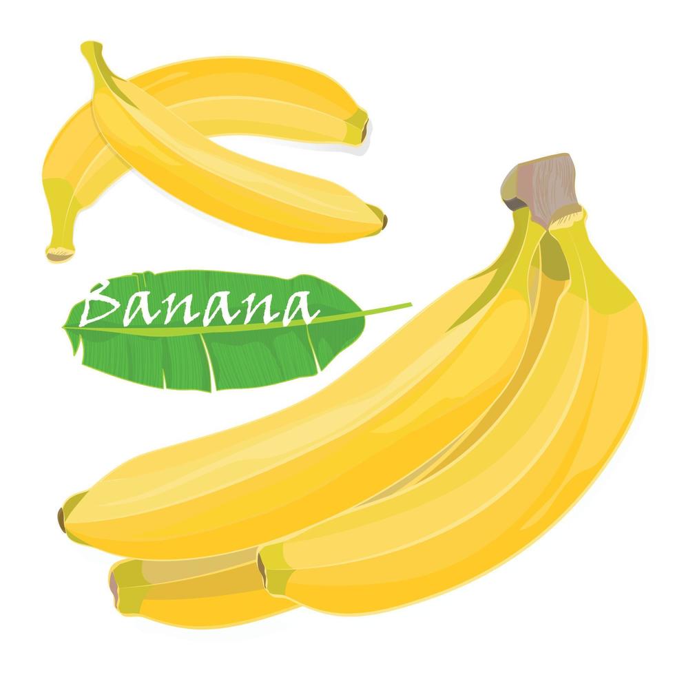 Ast tropisch Palme Banane Blätter und Früchte. realistisch Zeichnung im eben Farbe Stil. isoliert auf Weiß Hintergrund. vektor