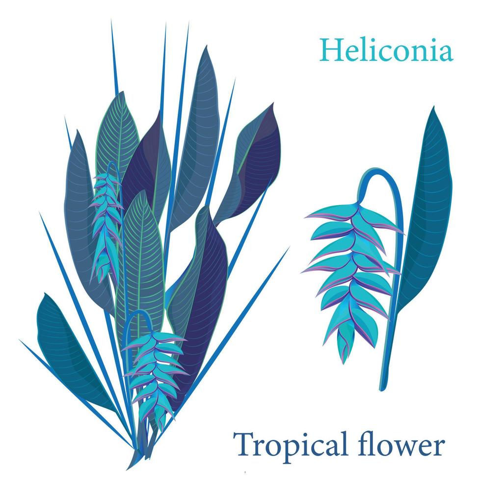 gren tropisk heliconia blomma löv. vattenfärg realistisk teckning i platt Färg stil. isolerat på vit bakgrund vektor