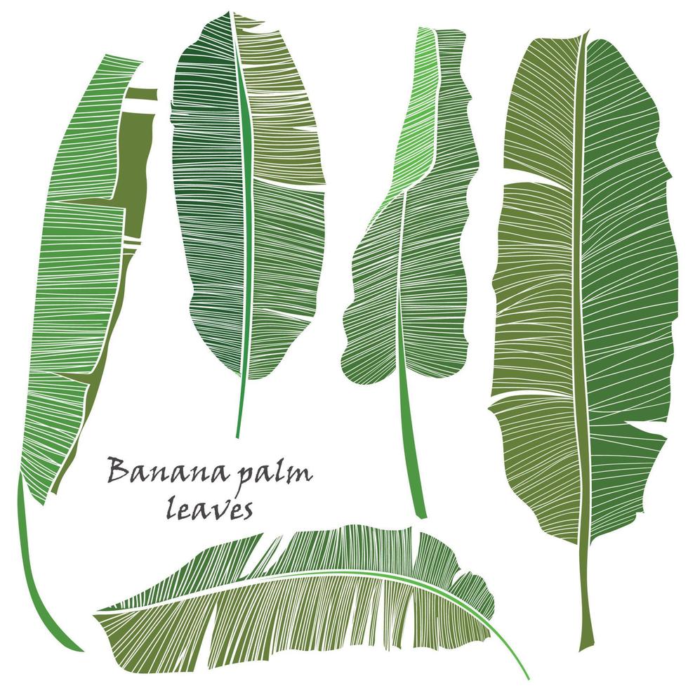 einstellen von Silhouette tropisch Banane Palme Blätter Grün isoliert auf Weiß Hintergrund. vektor