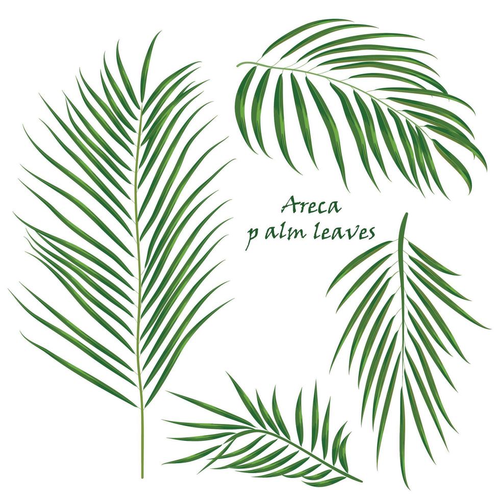 Ast tropisch Palme Areca Blätter. realistisch Zeichnung im eben Farbe Stil. isoliert auf Weiß Hintergrund. vektor