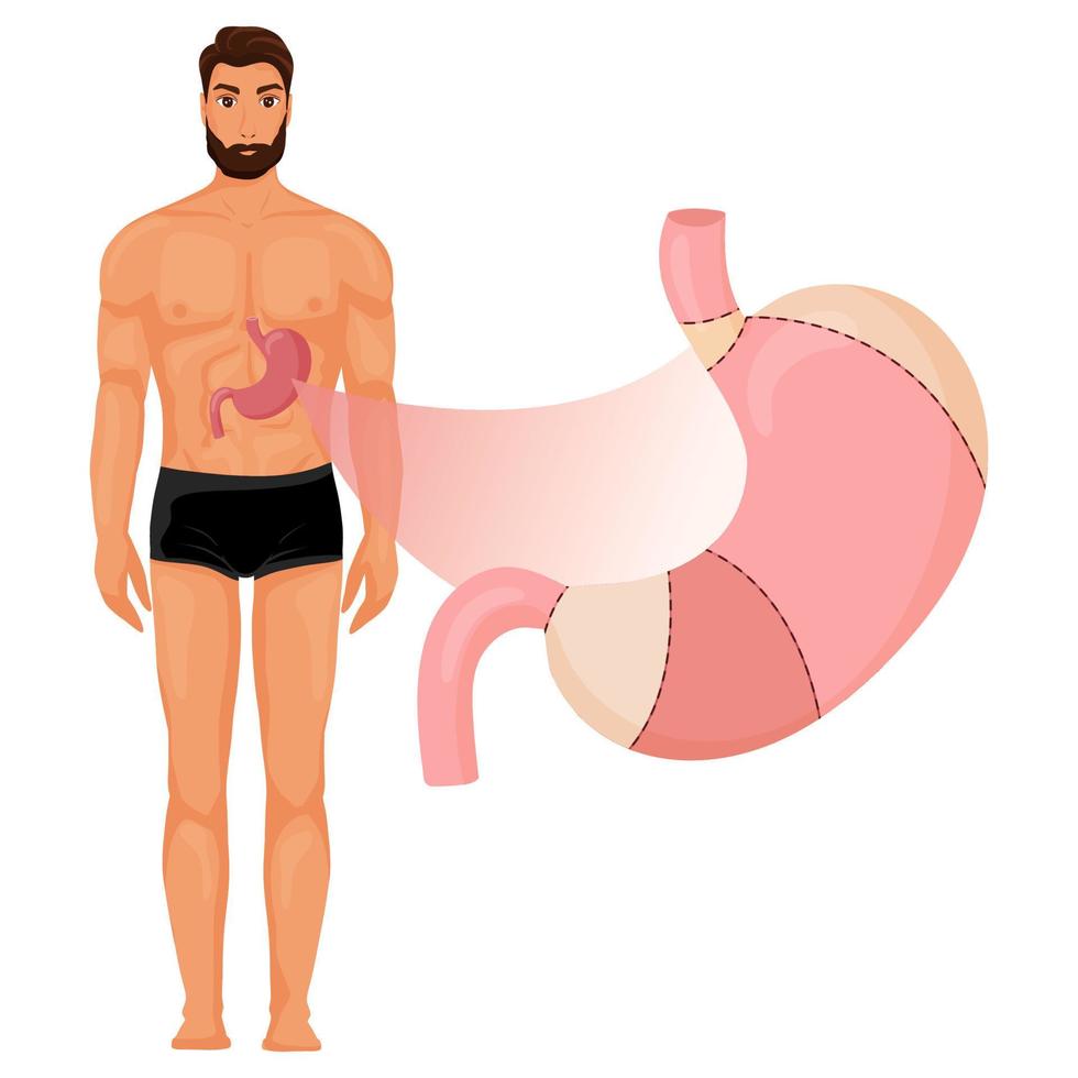 Bauch Anatomie im Mensch Körper vektor
