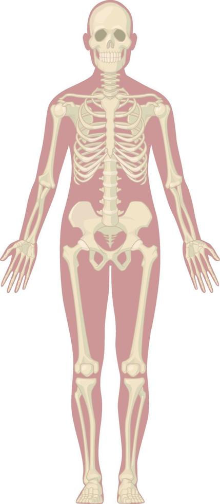 mänskligt skelett system kropp ben anatomi diagram diagram vektor