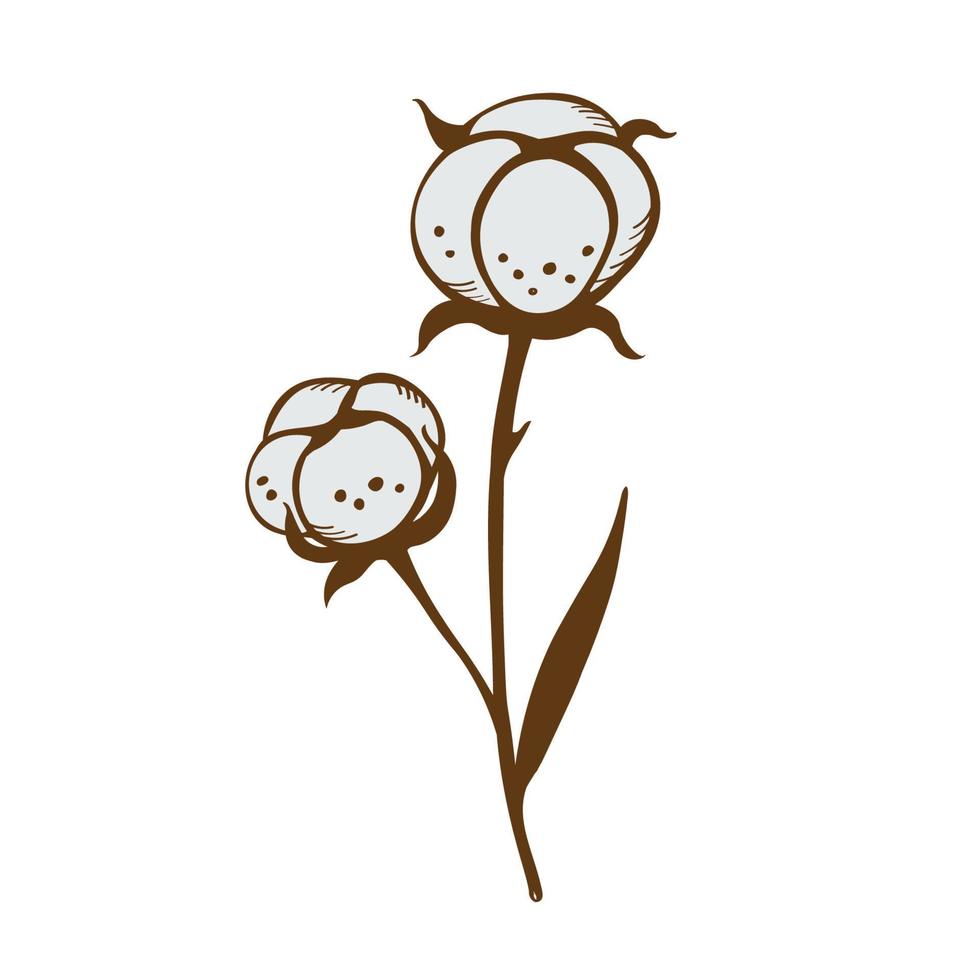 Baumwolle Geäst Pflanzen mit elegant Blätter. botanisch Illustration von Baumwolle Blumen. handgemalt einstellen mit Blumen. Design Element. Vektor
