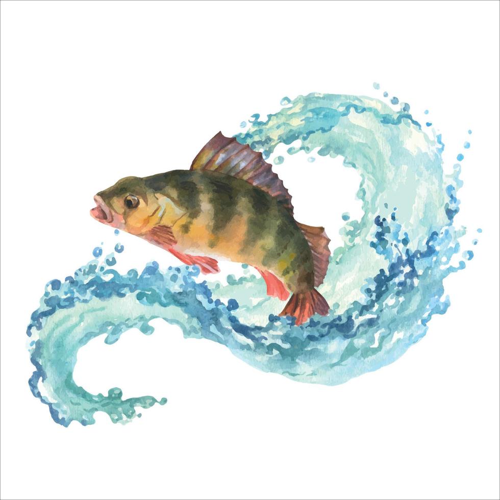 Aquarell Illustration, ein Barsch springt aus von das Wasser. Komposition Barsch und Welle mit Wasser Spritzen isoliert auf Weiß Hintergrund vektor