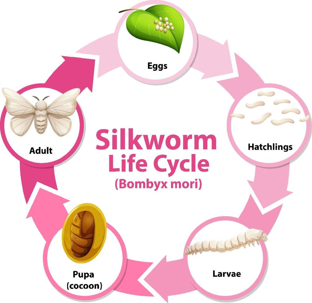 diagram som visar livscykeln för silkesmask vektor