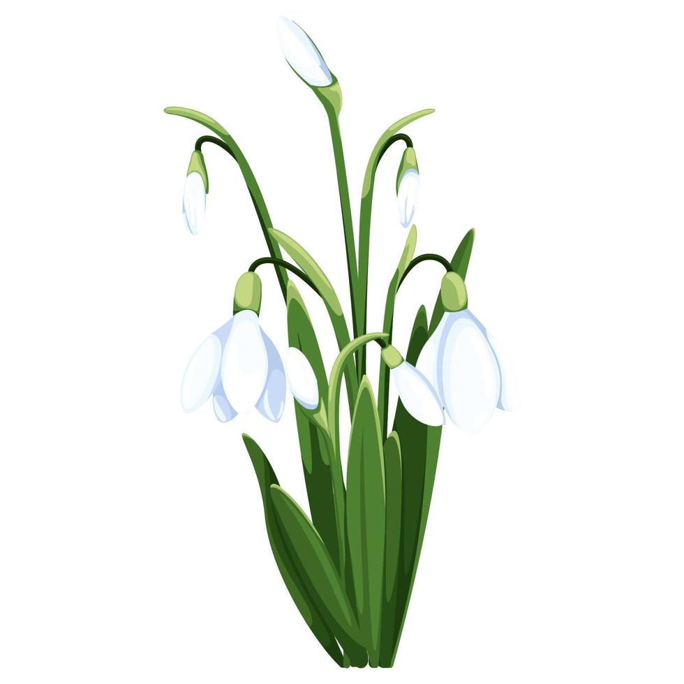 schön Vektor Schneeglöckchen. zuerst Frühling Blumen. Clip Art. zart Schneeglöckchen Blumen zum Ihre Design