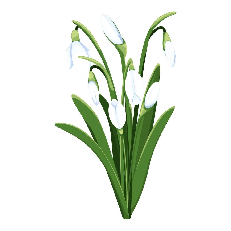 skön vektor snödroppar. först vår blommor. ClipArt. delikat snödroppe blommor för din design