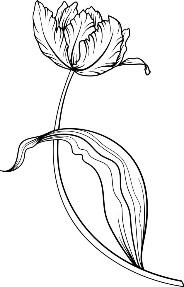 linear Tulpe Blume. Hand gezeichnet Illustration. diese Kunst ist perfekt zum Einladung Karten, Frühling und Sommer- Dekor, Gruß Karten, Poster, Scrapbooking, drucken, usw. vektor